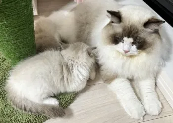 エリザベス 様のお迎えした子猫