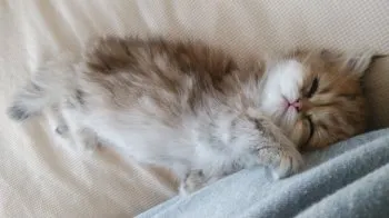 金本　朝子 様のお迎えした子猫