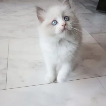 M 様のお迎えした子猫