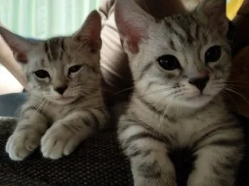S.I 様のお迎えした子猫