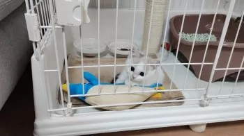 愛美 様のお迎えした子猫