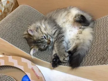 レオン 様のお迎えした子猫