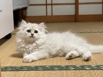 A.K 様のお迎えした子猫