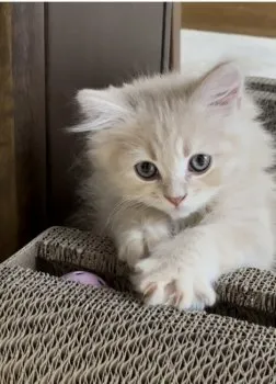 neco 様のお迎えした子猫