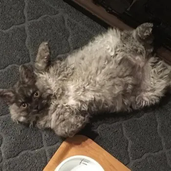 ふじこ 様のお迎えした子猫