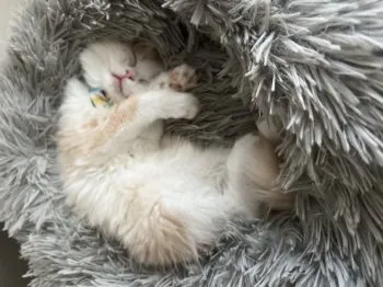 まる 様のお迎えした子猫