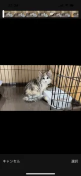 近藤 様のお迎えした子猫