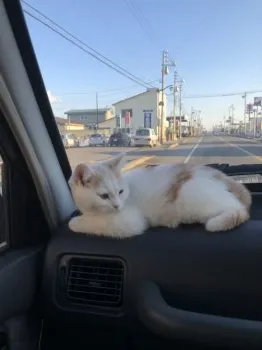 86 様のお迎えした子猫