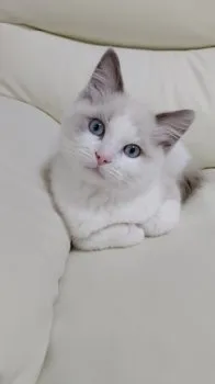T.K 様のお迎えした子猫