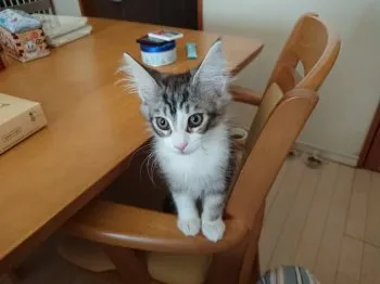 まっちょ 様のお迎えした子猫