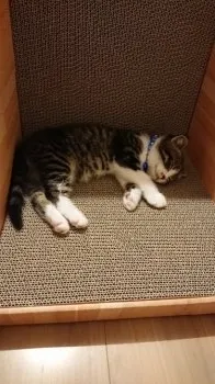 K.H 様のお迎えした子猫