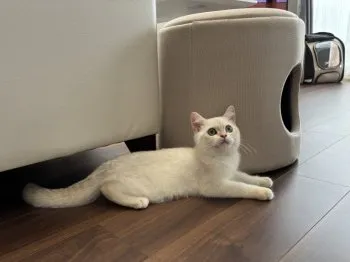 Y 様のお迎えした子猫