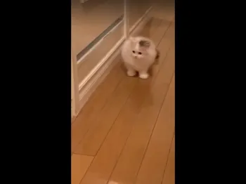 ami 様のお迎えした子猫