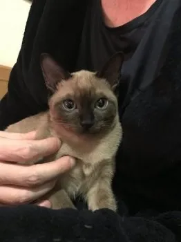 トラママ 様のお迎えした子猫