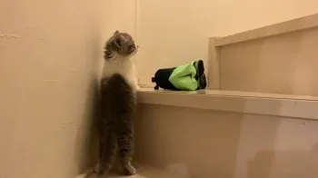 samugari 様のお迎えした子猫