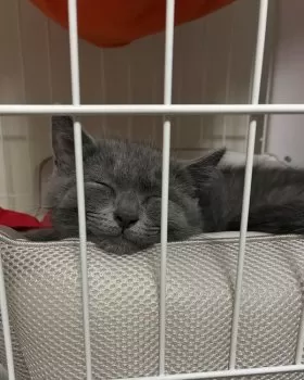 とんすけ 様のお迎えした子猫