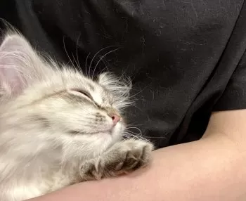 Abbie 様のお迎えした子猫