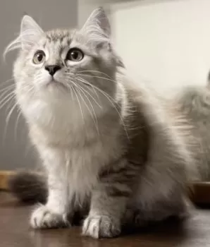 Y.K 様のお迎えした子猫