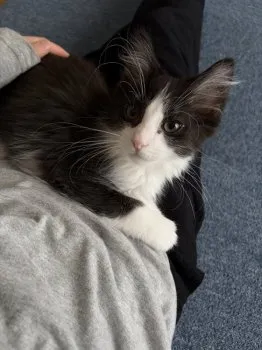 A.S 様のお迎えした子猫