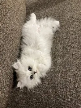 ゆい 様のお迎えした子猫