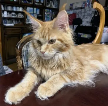 あとむし 様のお迎えした子猫