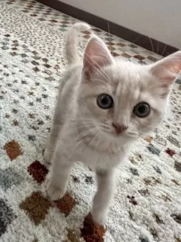 N.I 様のお迎えした子猫