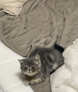 ウィリーママ 様のお迎えした子猫