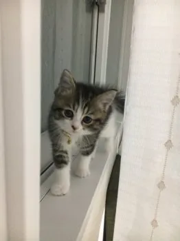 福ママ 様のお迎えした子猫