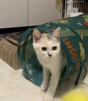 M.M 様のお迎えした子猫