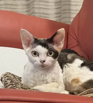 M.M 様のお迎えした子猫