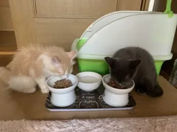 kou627 様のお迎えした子猫