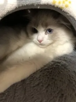 べに 様のお迎えした子猫