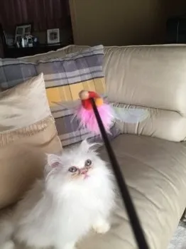 小川　恵子 様のお迎えした子猫