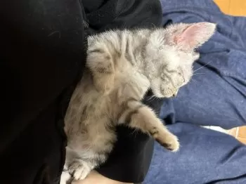 I 様のお迎えした子猫