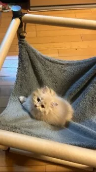 Mikity 様のお迎えした子猫