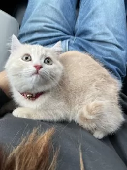 やま 様のお迎えした子猫