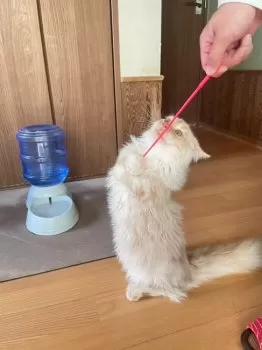 H.K 様のお迎えした子猫