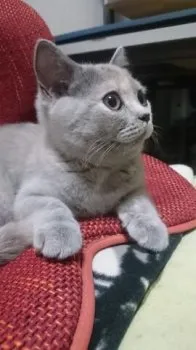 ぐり 様のお迎えした子猫