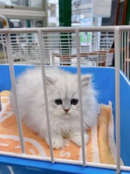 さーちゃん 様のお迎えした子猫