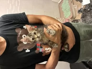 N.M 様のお迎えした子猫