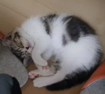 E.T 様のお迎えした子猫