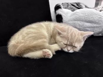 アサカ 様のお迎えした子猫