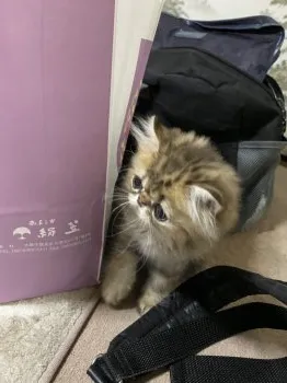 まーちゃん 様のお迎えした子猫