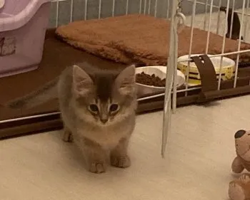 ぽん 様のお迎えした子猫