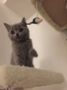 細川　愛 様のお迎えした子猫