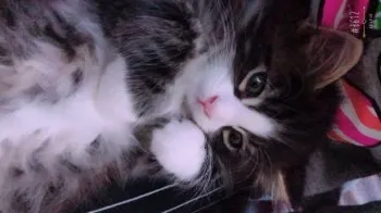 アポ 様のお迎えした子猫
