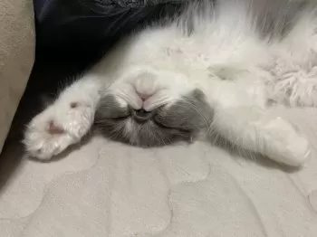 K.S 様のお迎えした子猫