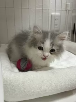 M.Y 様のお迎えした子猫