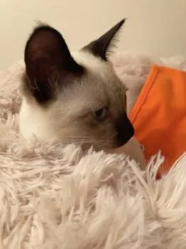 Parm 様のお迎えした子猫