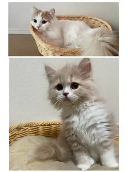 モカ 様のお迎えした子猫